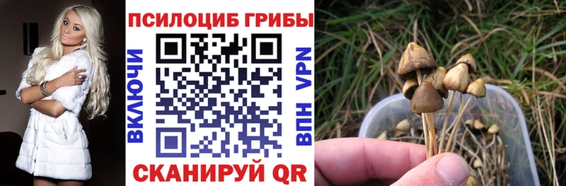 Псилоцибиновые грибы Psilocybe Шацк